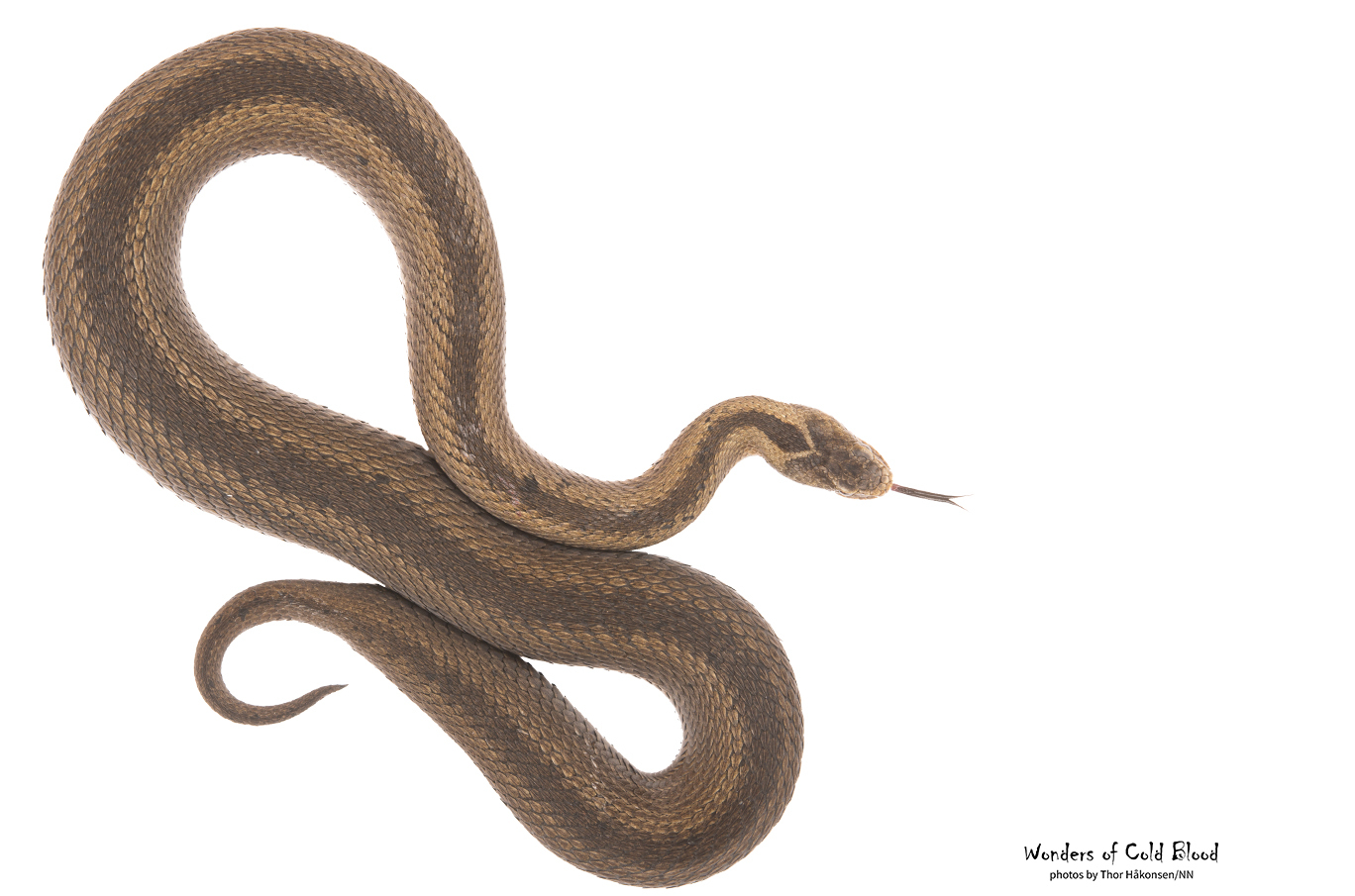 En brun slange med mønstrede skjell er avbildet på en hvit bakgrunn, tungen stikker ut